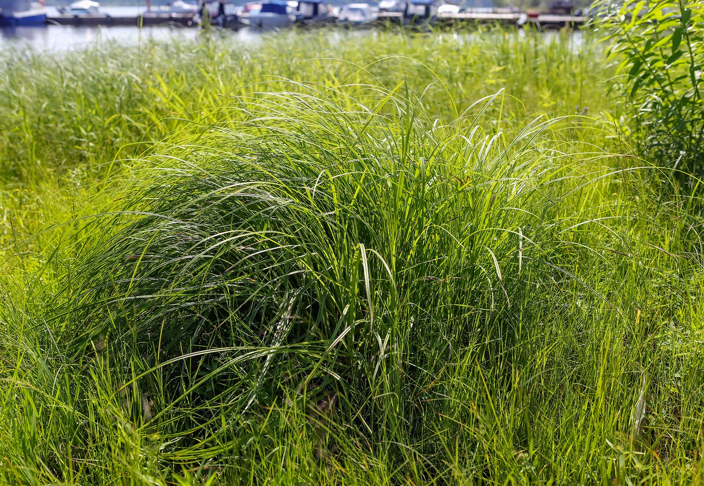 Изображение особи Carex vulpina.