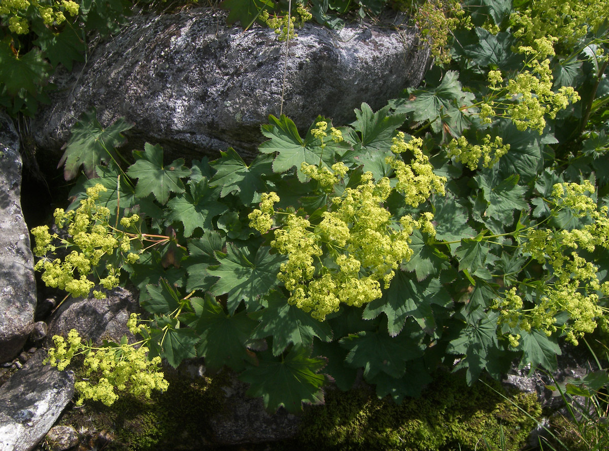 Изображение особи Alchemilla urceolata.