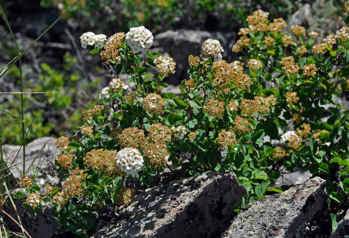 Image of Spiraea trilobata specimen.