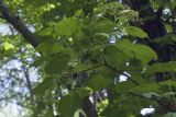 Hydrangea petiolaris. Верхушка ветви с незрелыми соплодиями. Сахалинская обл., Томаринский р-н, окр. г. Томари, средняя часть склона сопки, смешанный лес. 31.07.2017.