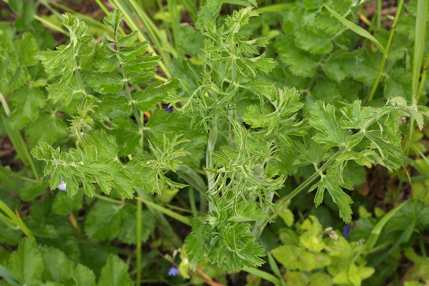 Image of Seseli libanotis specimen.