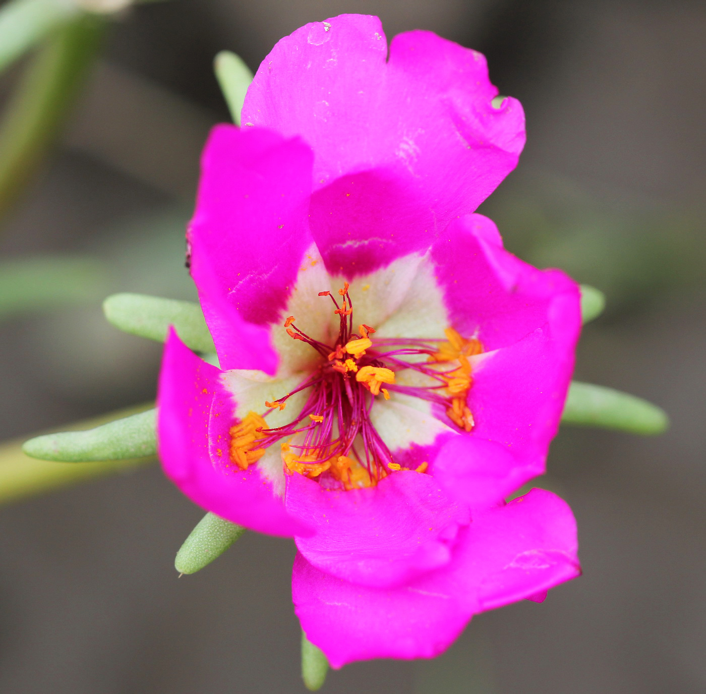 Image of Portulaca grandiflora specimen.