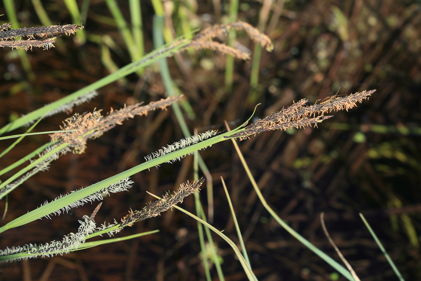 Изображение особи Carex omskiana.