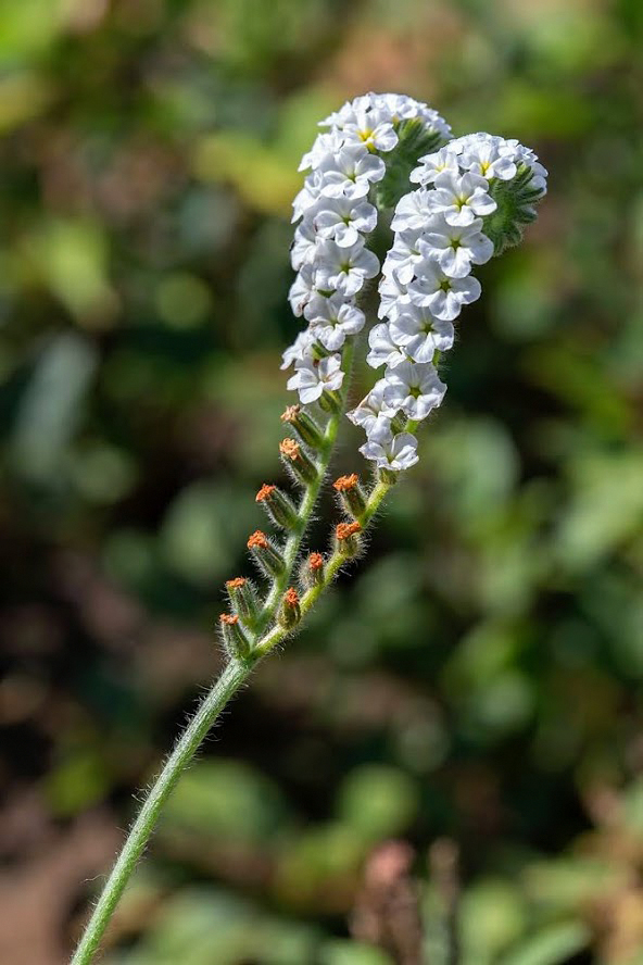 Image of genus Heliotropium specimen.