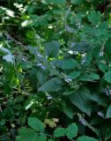 Scutellaria altissima