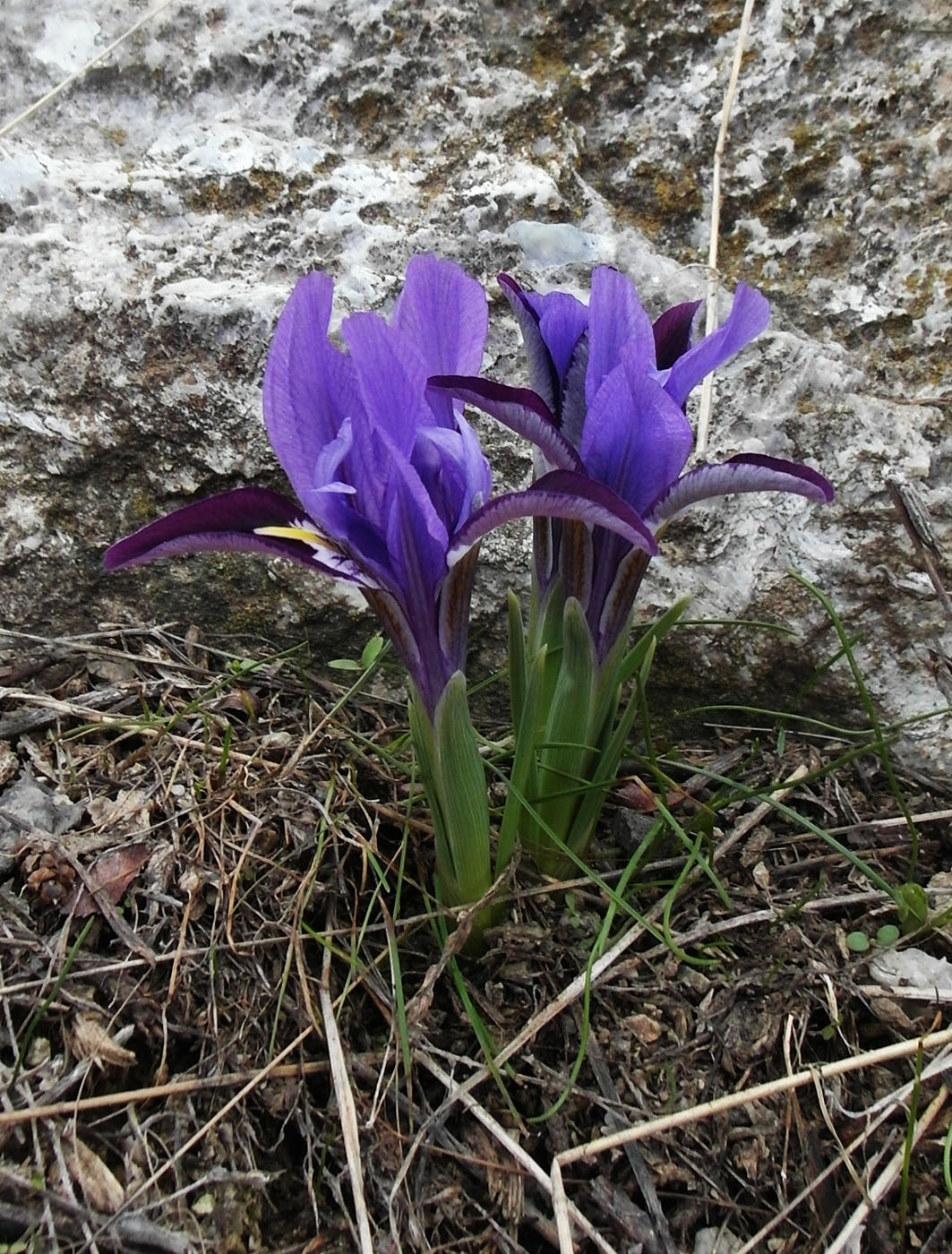 Изображение особи Iridodictyum kolpakowskianum.