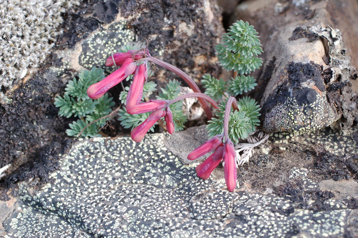 Image of Dicentra peregrina specimen.