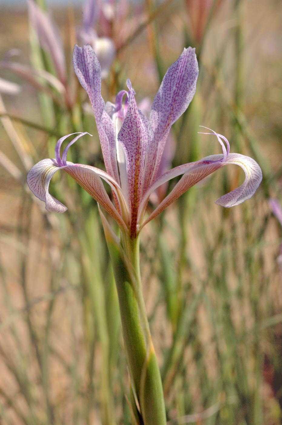 Изображение особи Iris songarica.