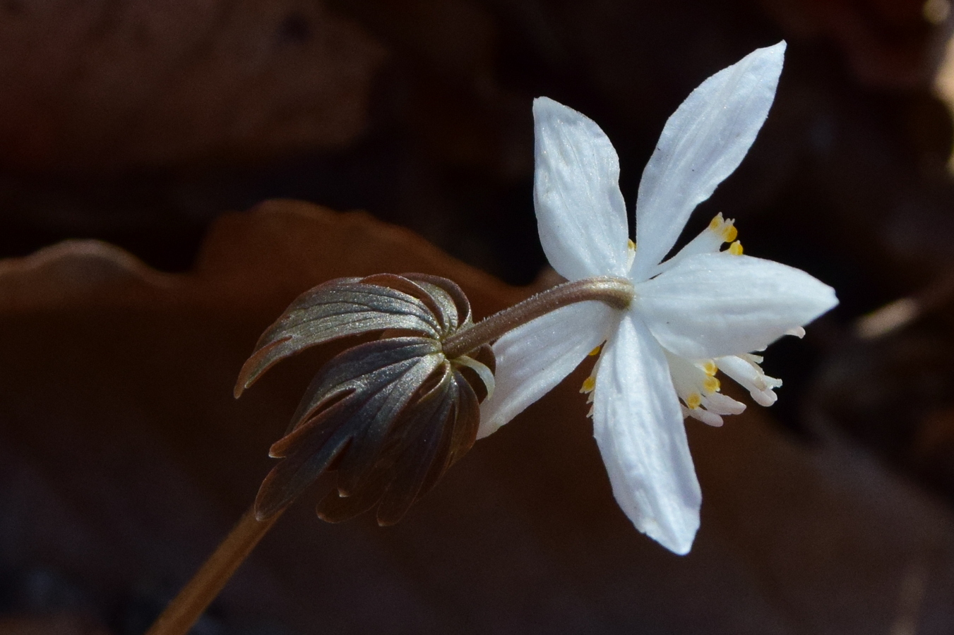 Image of Eranthis stellata specimen.