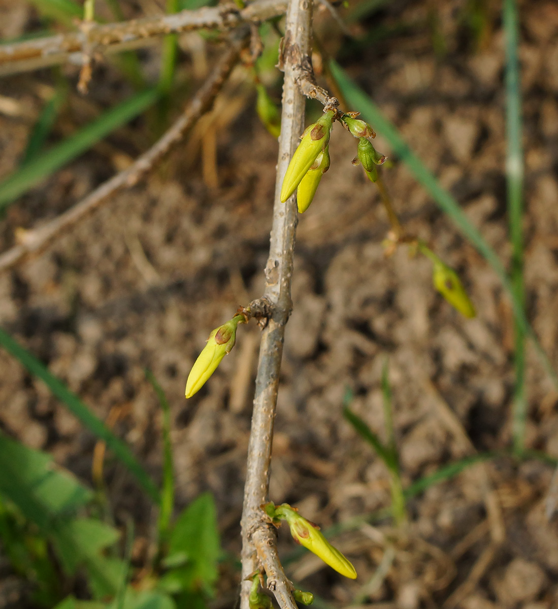 Изображение особи род Forsythia.