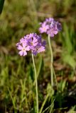 Primula farinosa. Соцветие. Ленинградская обл., Гатчинский р-н, окр. пос. Пудость, тропа вдоль р. Ижоры. Середина мая 2019 г.