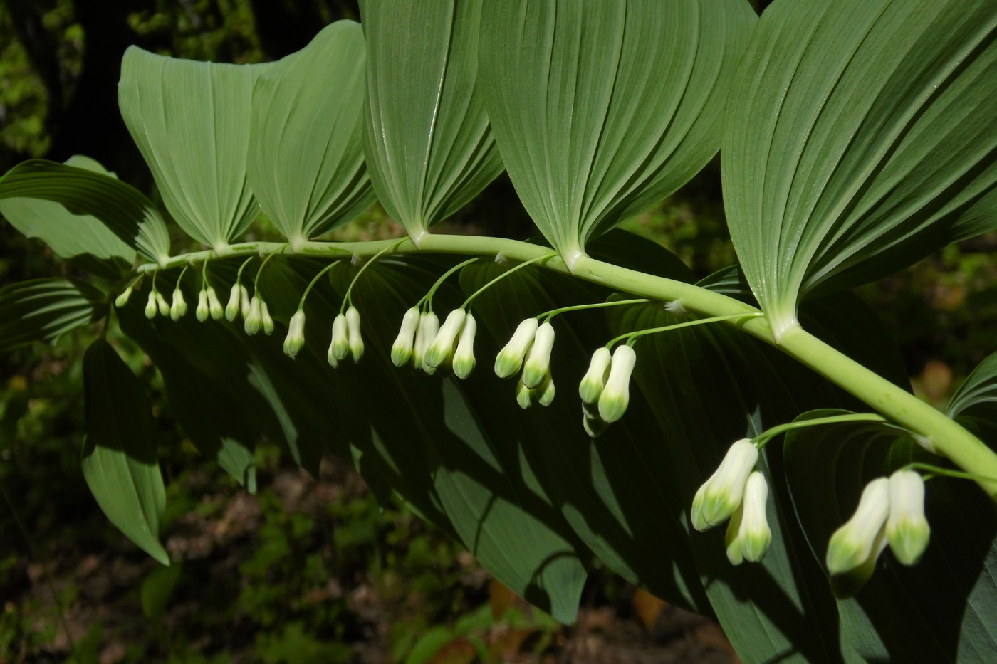 Image of Polygonatum multiflorum specimen.