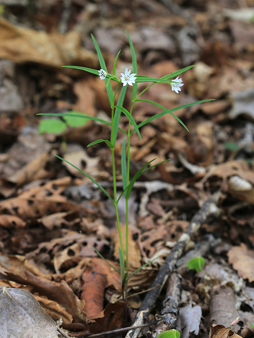 Image of Pseudostellaria sylvatica specimen.