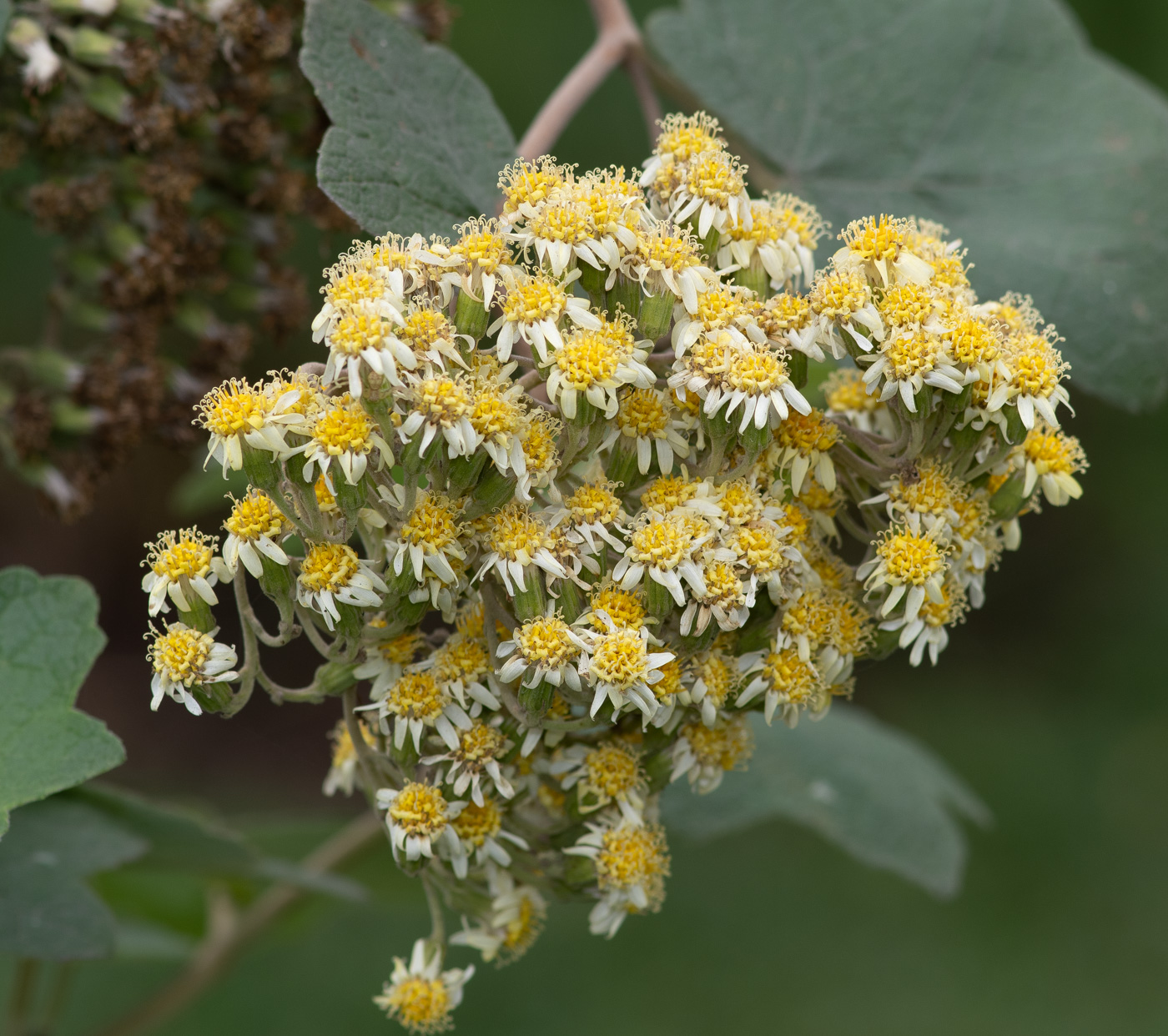 Image of Jungia paniculata specimen.