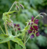 Geranium phaeum