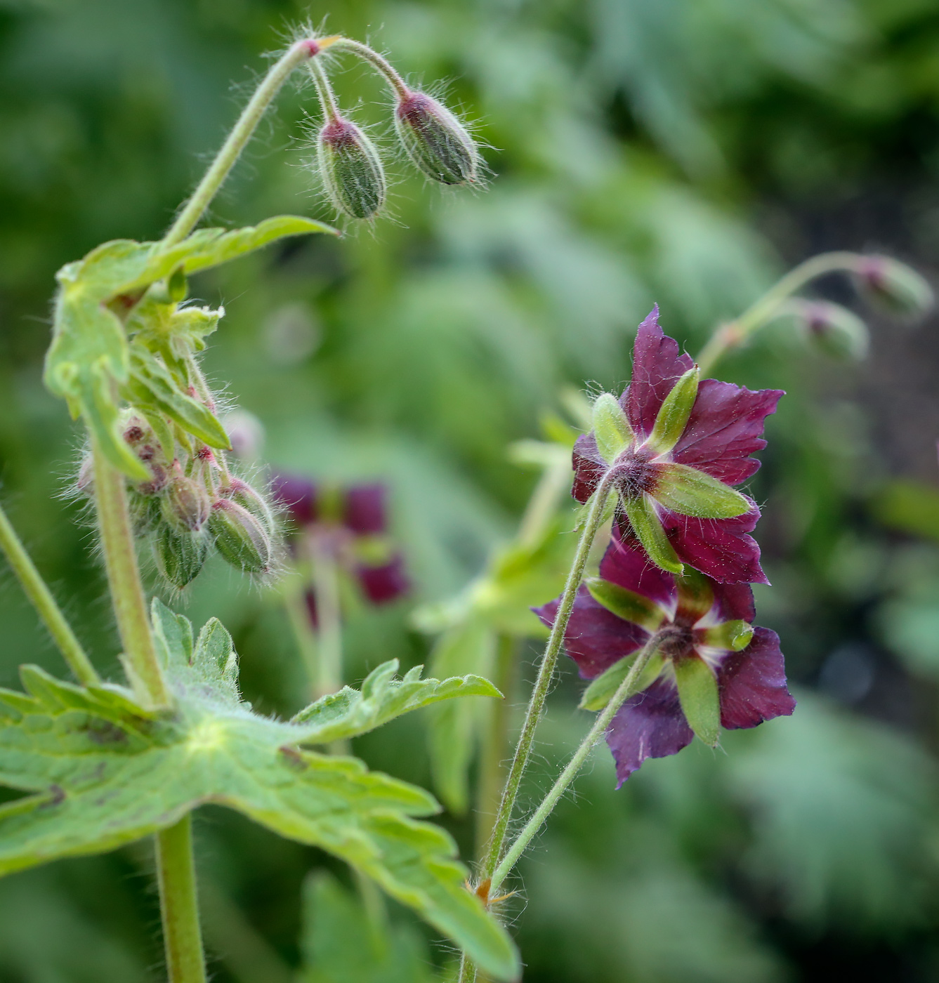 Изображение особи Geranium phaeum.