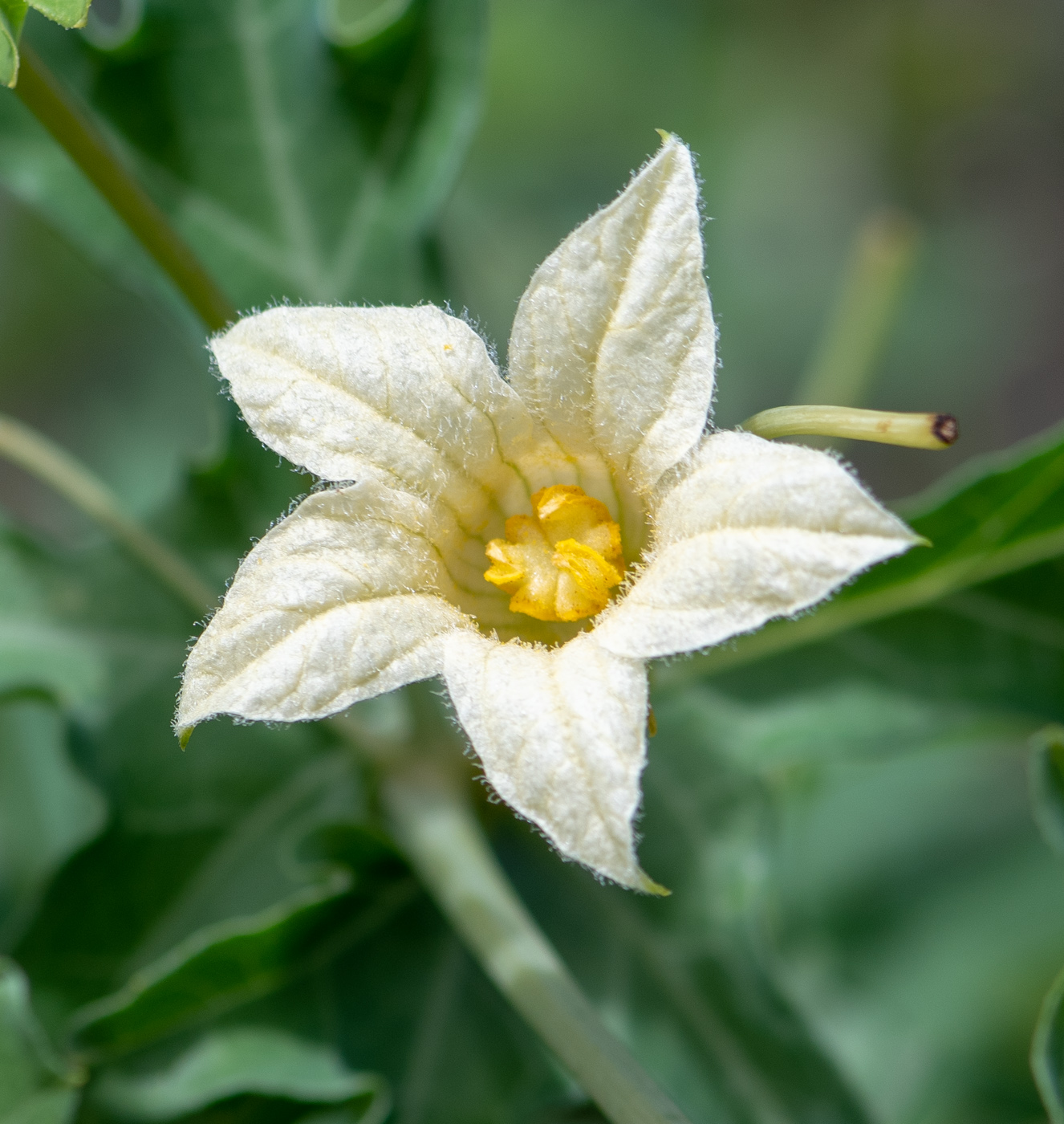 Изображение особи Coccinia sessilifolia.