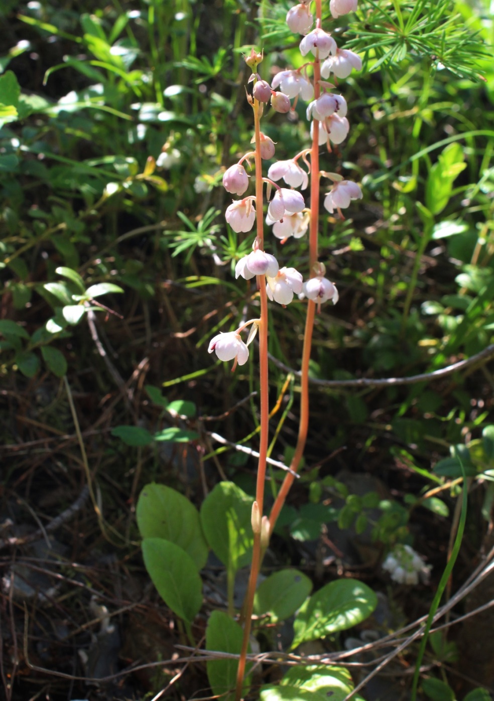 Image of Pyrola incarnata specimen.