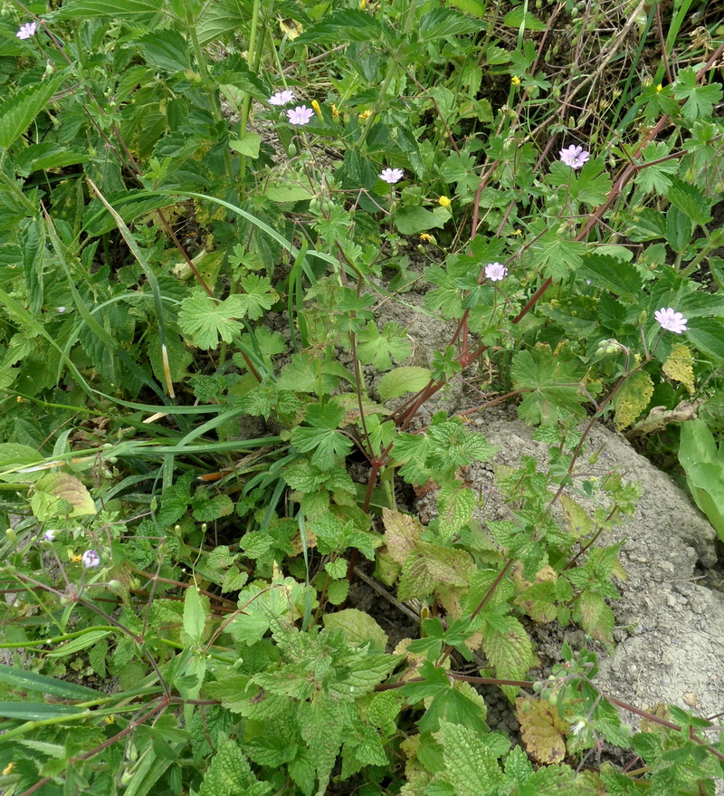 Image of Geranium pyrenaicum specimen.