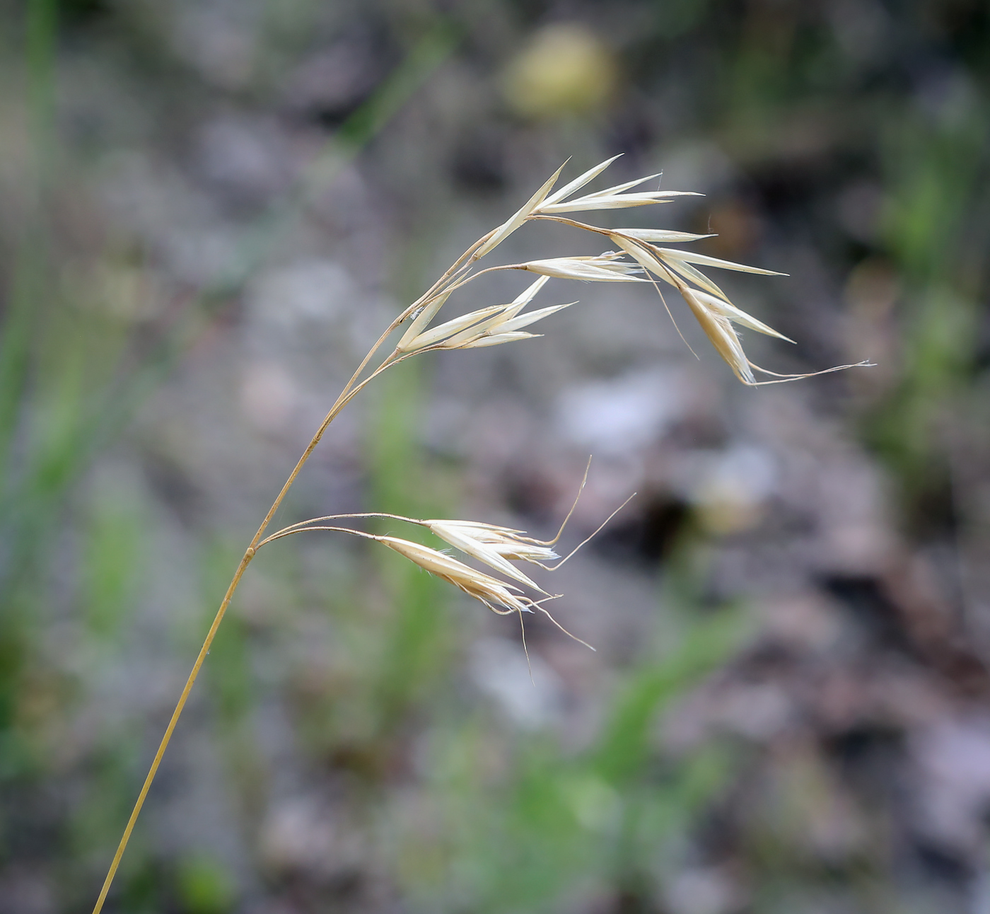 Image of Helictotrichon desertorum specimen.