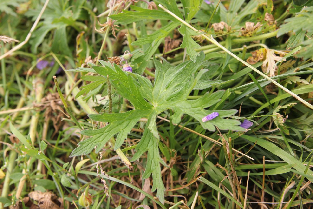 Изображение особи род Geranium.