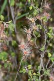 Calliandra eriophylla. Часть побега с соцветиями. Израиль, Шарон, г. Тель-Авив, ботанический сад университета. 10.03.2019.