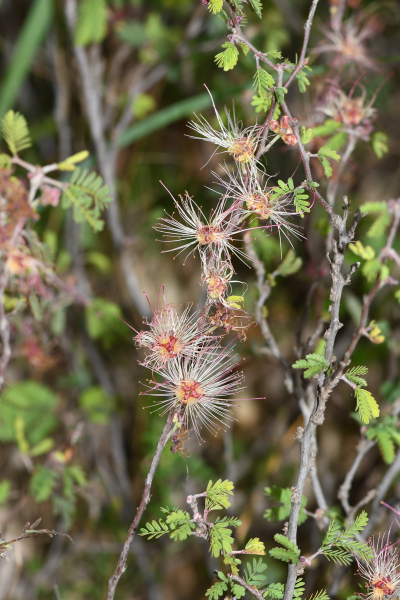 Изображение особи Calliandra eriophylla.