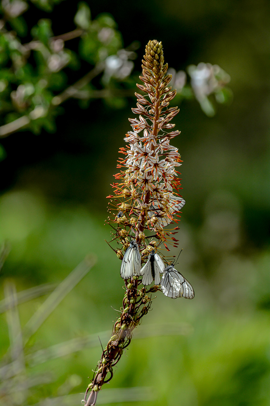 Image of Eremurus regelii specimen.
