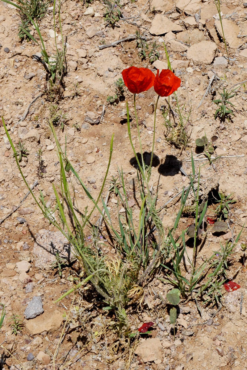 Image of Roemeria refracta specimen.