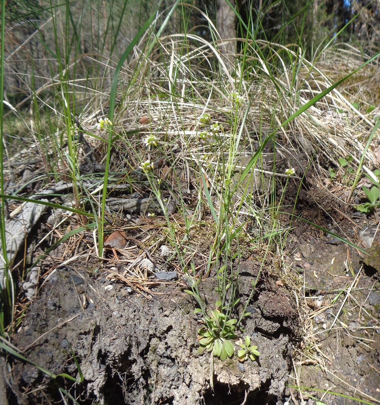 Изображение особи Arabidopsis thaliana.