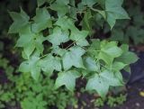 Acer longipes