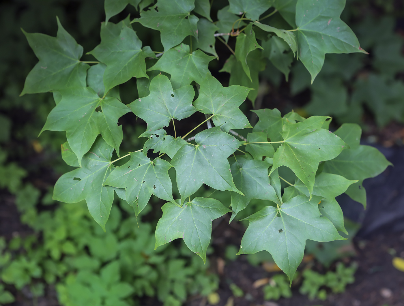 Image of Acer longipes specimen.