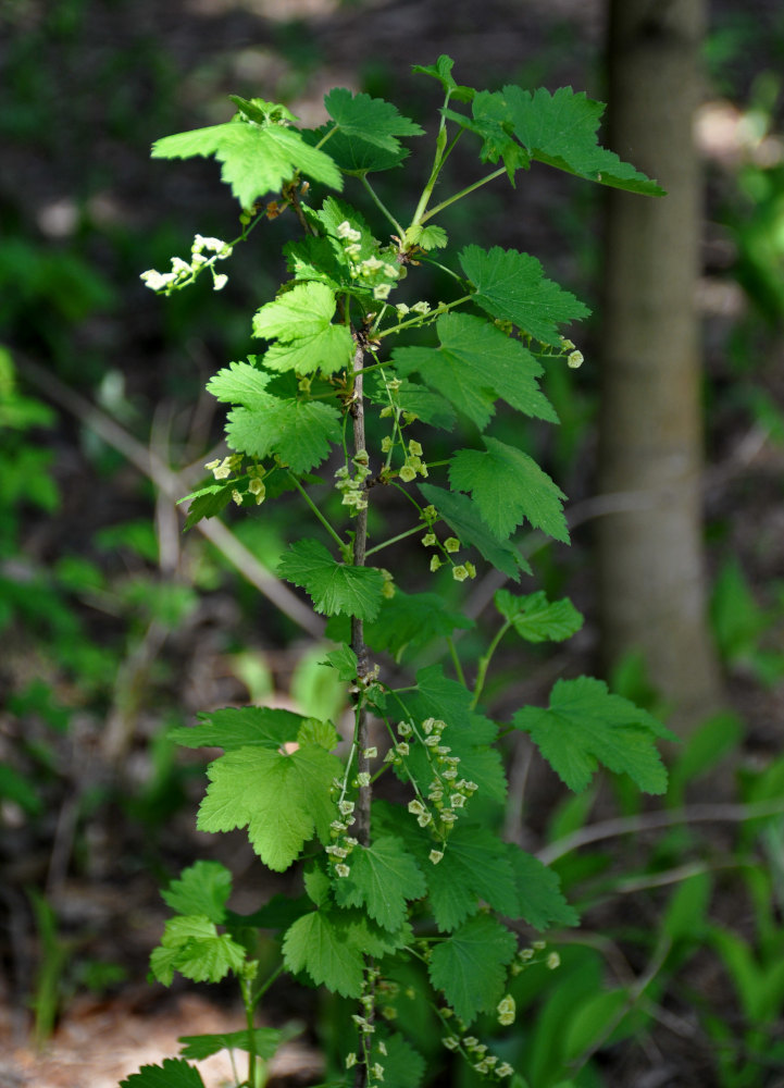 Image of genus Ribes specimen.
