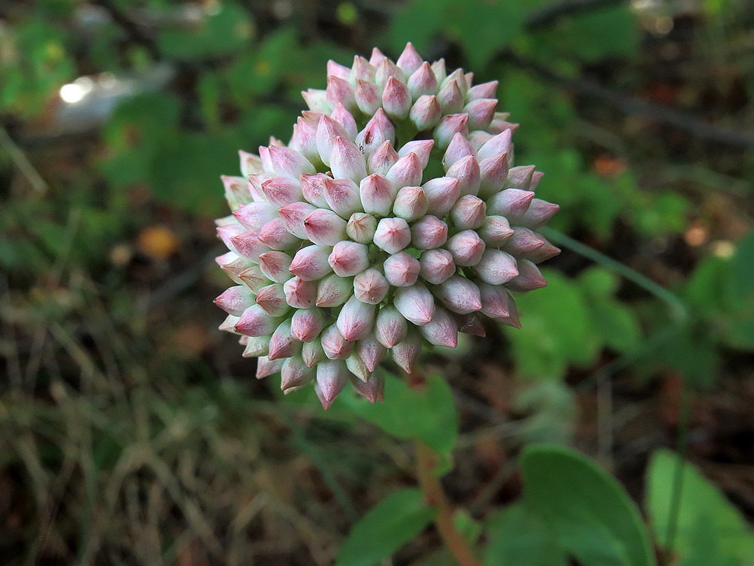 Изображение особи Hylotelephium stepposum.