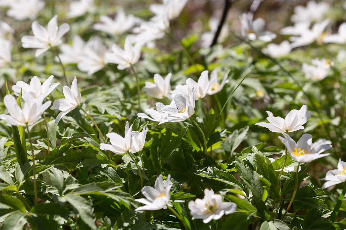 Изображение особи Anemone nemorosa.