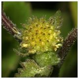 genus Xanthium. Соцветие. Республика Татарстан, Агрызский р-н. 24.06.2010.