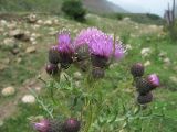 Cirsium elbrusense
