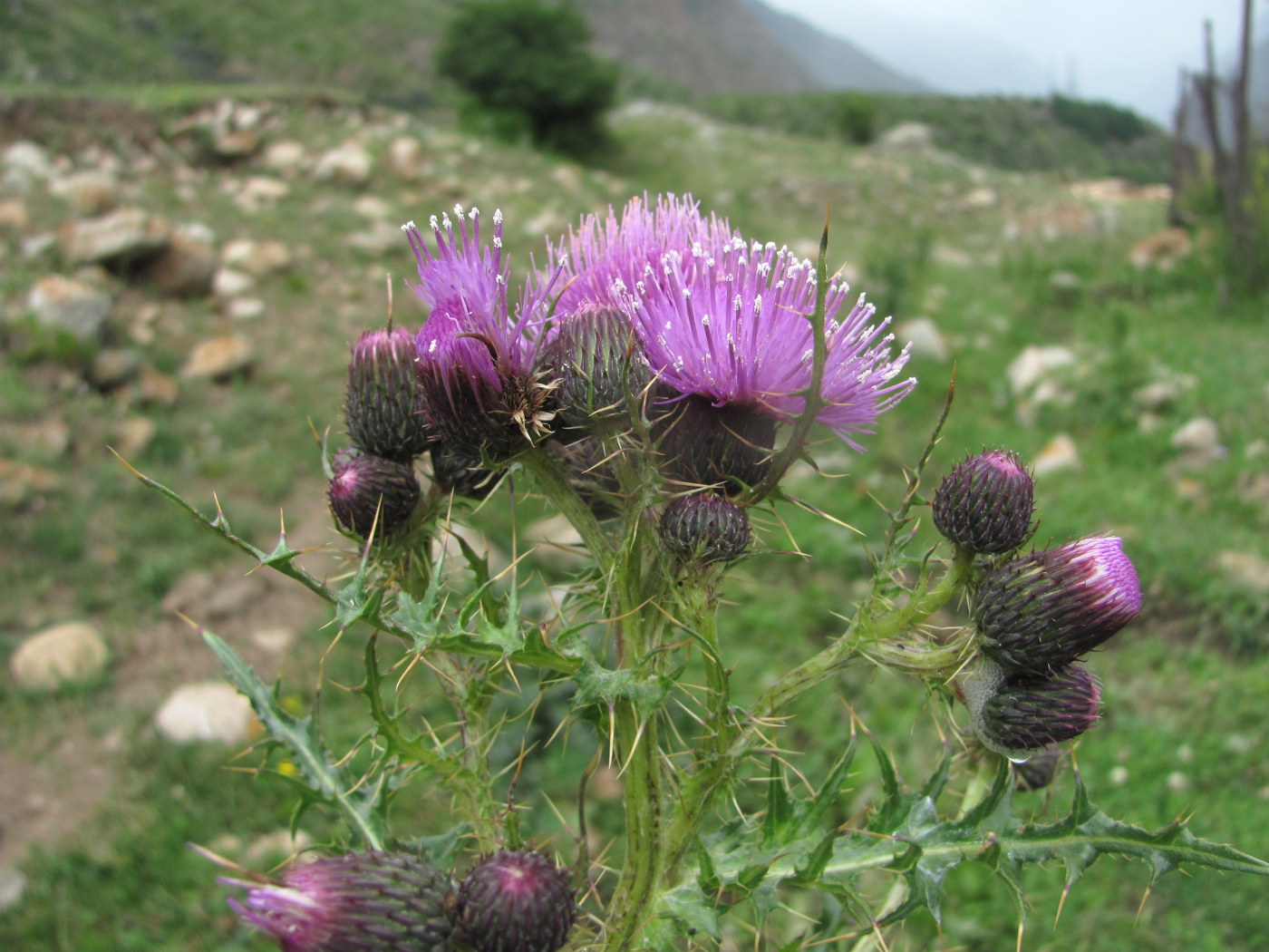 Изображение особи Cirsium elbrusense.