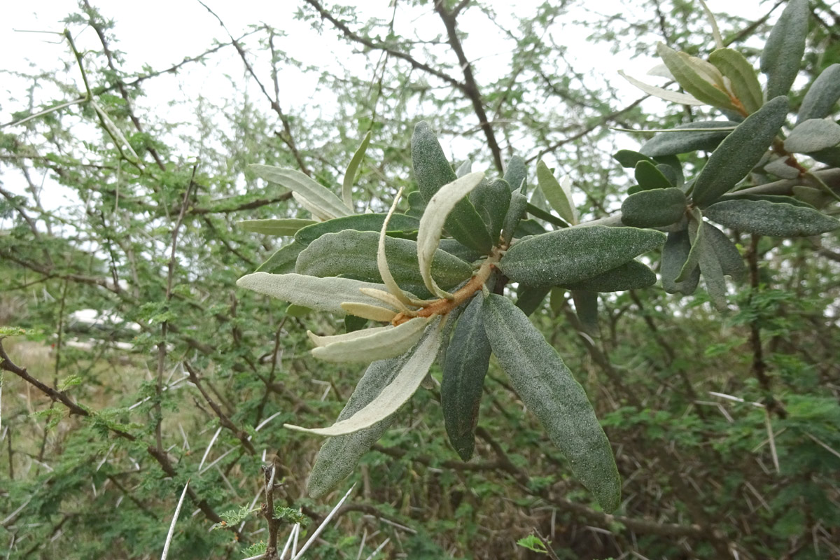 Изображение особи Phragmanthera dschallensis.