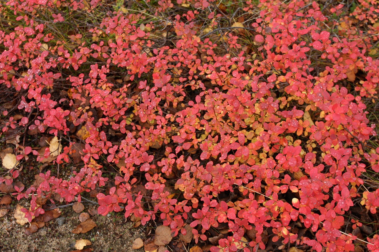 Image of Vaccinium uliginosum specimen.