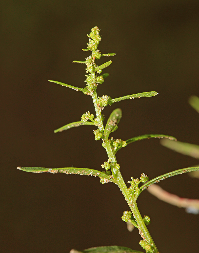 Изображение особи Teloxys aristata.