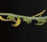 Rochelia disperma