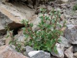 Parietaria judaica
