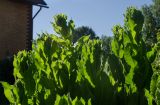 Grossheimia macrocephala. Верхушки вегетирующих побегов. Пермский край, пос. Юго-Камский, частное подворье. 17 июня 2020 г.