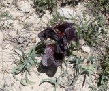 Iris lycotis