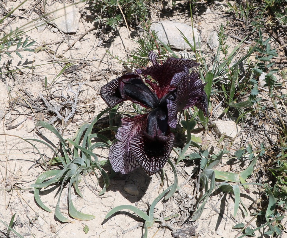 Image of Iris lycotis specimen.