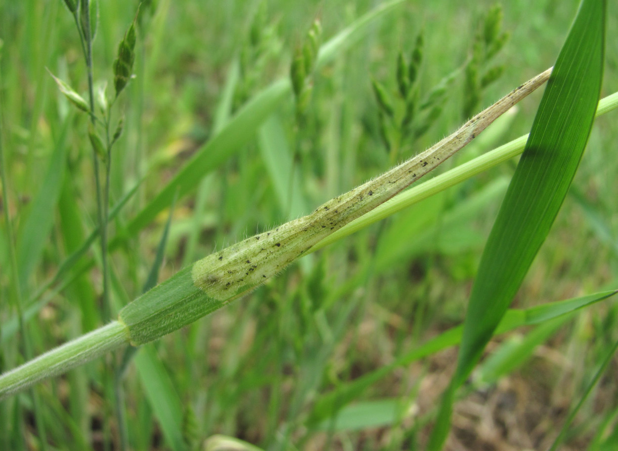 Изображение особи Bromus hordeaceus.