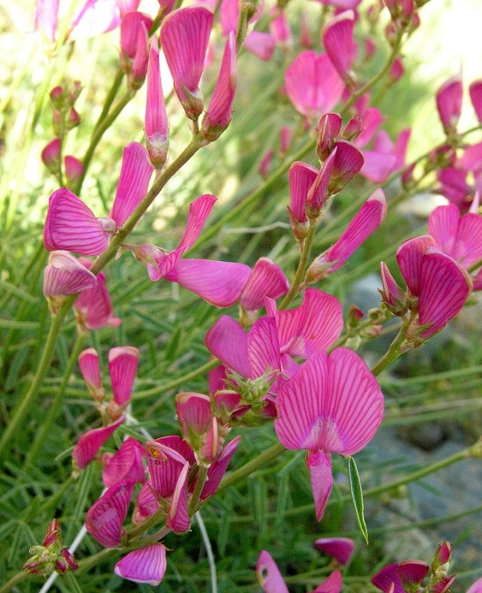 Изображение особи Onobrychis amoena.