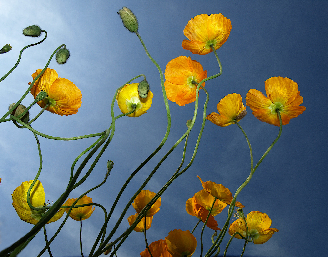 Image of Papaver alpinum specimen.