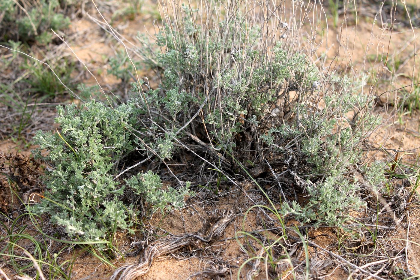 Image of Artemisia terrae-albae specimen.